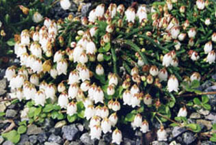 Cassiope lycopodioides 'Beatrice Lilley'